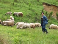 Die Schäfer im Tal